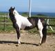 Tysk Sportspony Kyesgårds Zeldana (solgt)