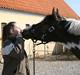 Pinto Sunrise Von Torresco (Justin) <3