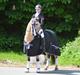 Welsh Pony af Cob-type (sec C) Gribsvads Little Hector (A-pony)