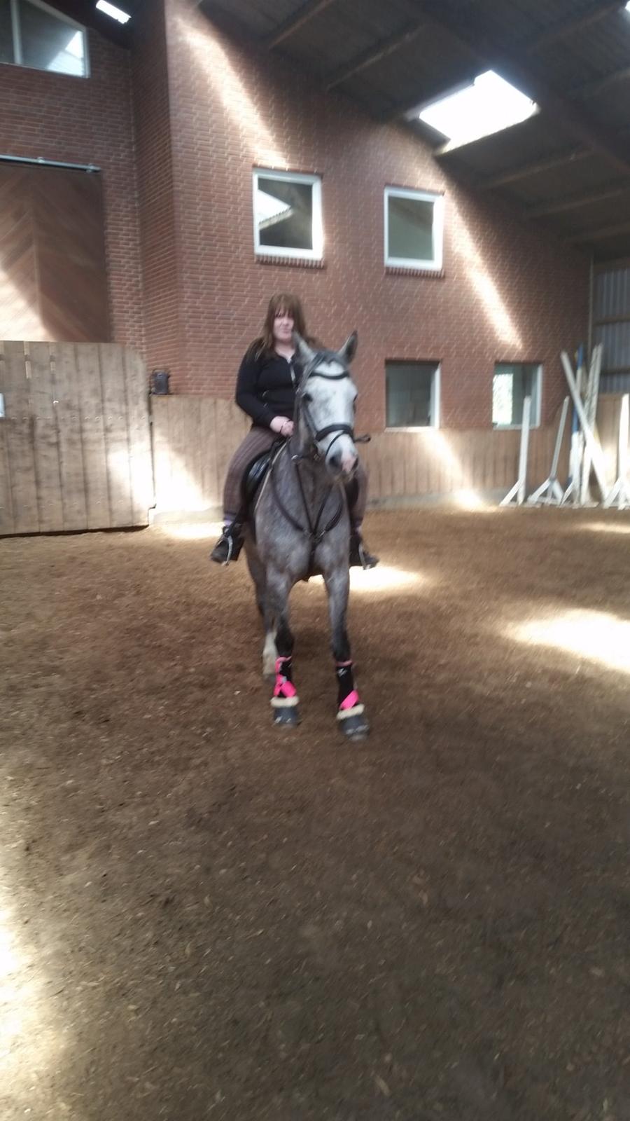 Welsh Partbred (Sec F) Gravens Lady Diana billede 7