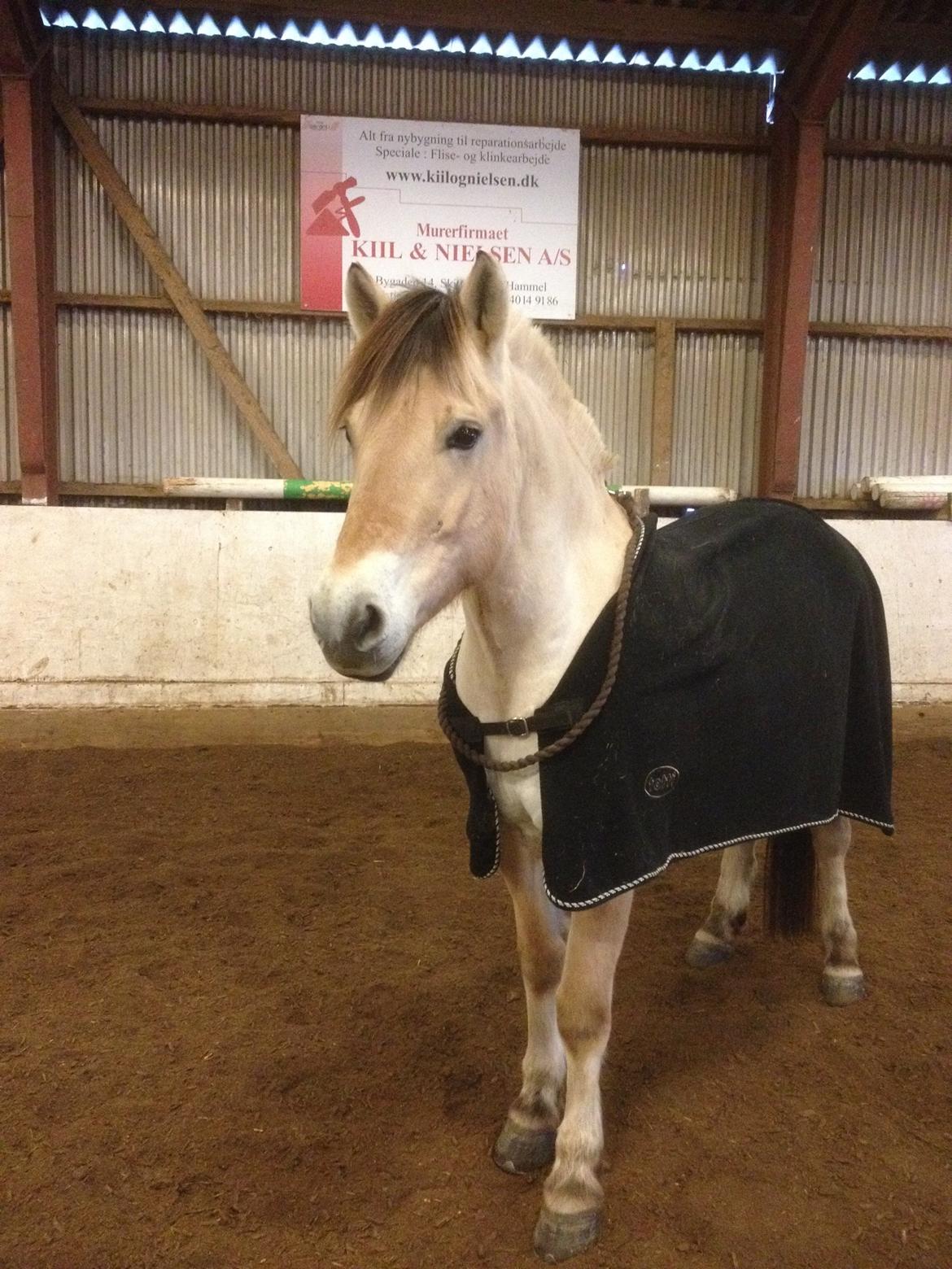 Fjordhest Gitte Fjord - Lippa billede 36