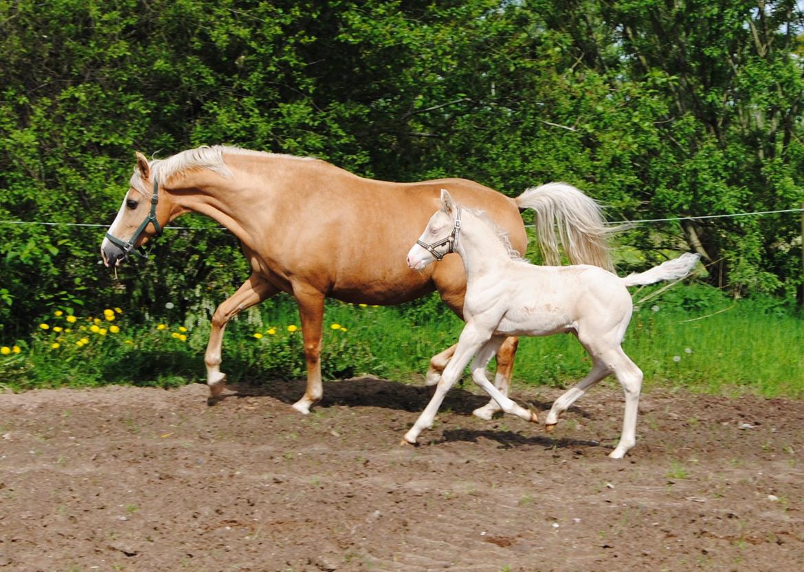 Palomino Silverline Alabama billede 7