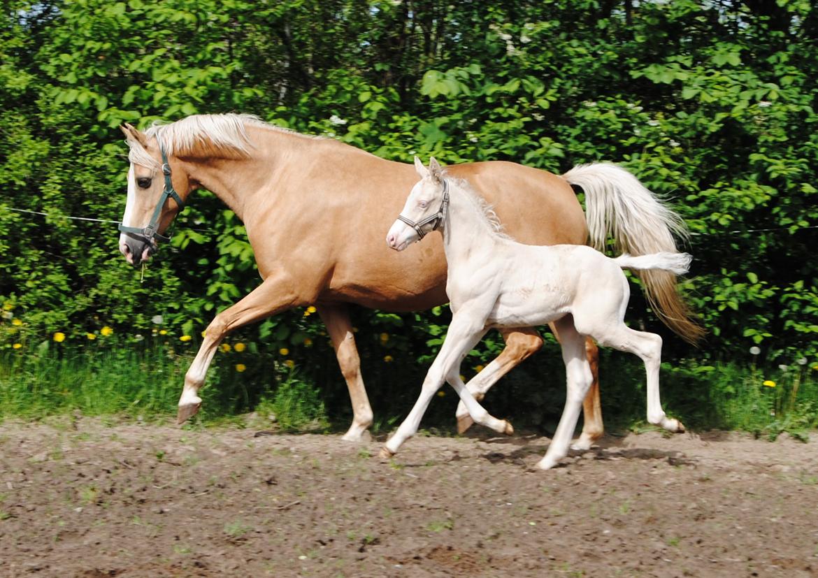 Palomino Silverline Alabama billede 9