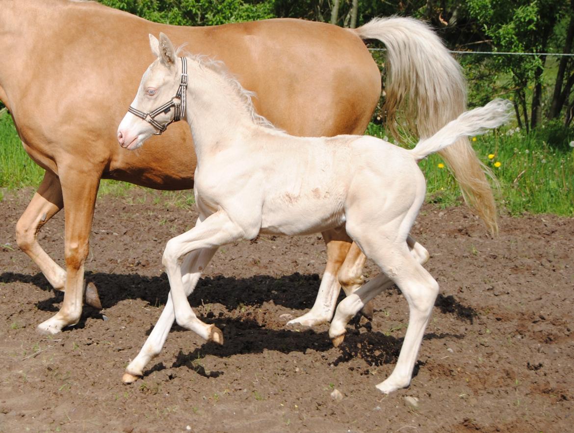 Palomino Silverline Alabama billede 10