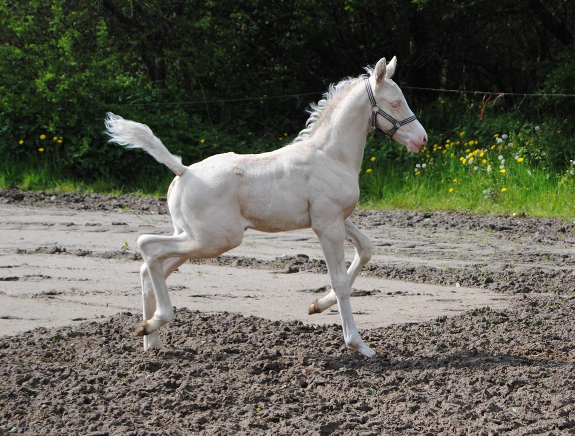 Palomino Silverline Alabama billede 11