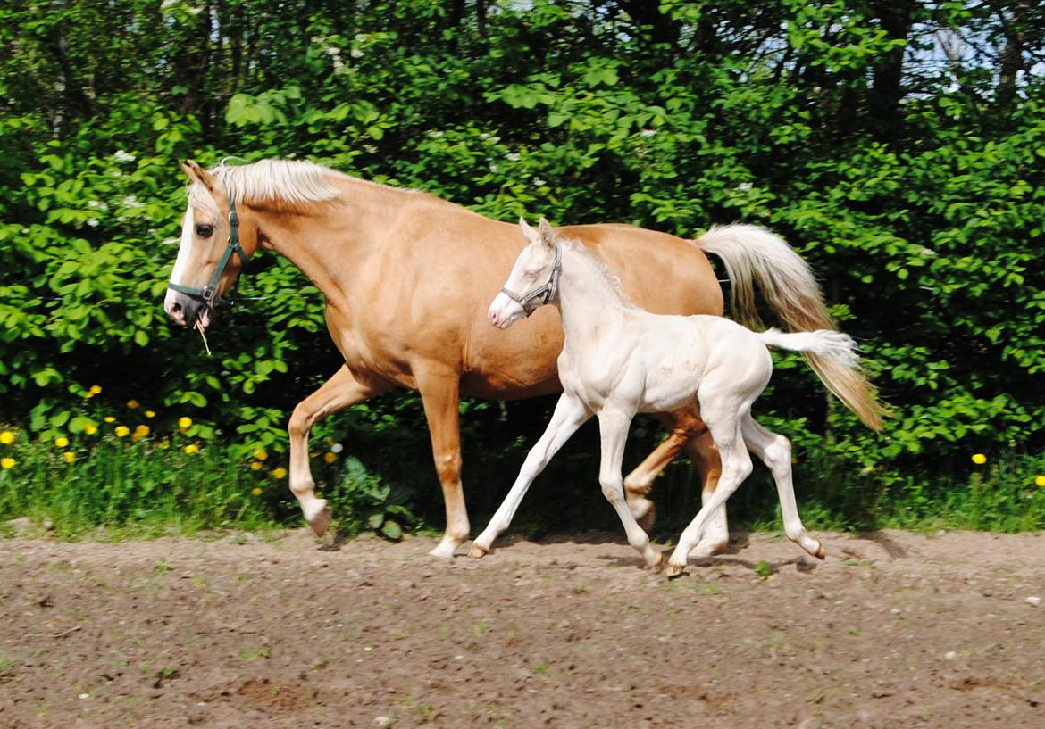 Palomino Silverline Alabama billede 8