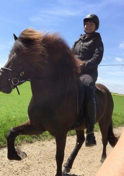 Islænder Stökull fra Studsgaard (Solgt) billede 19