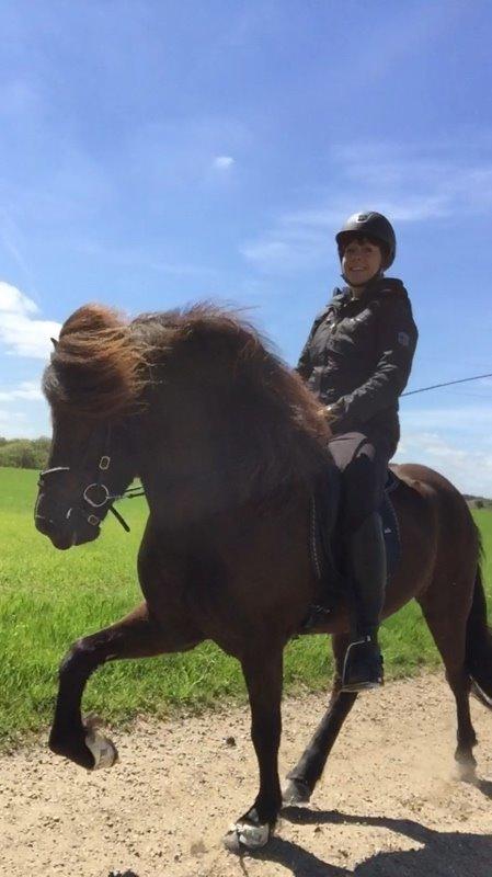 Islænder Stökull fra Studsgaard (Solgt) billede 2