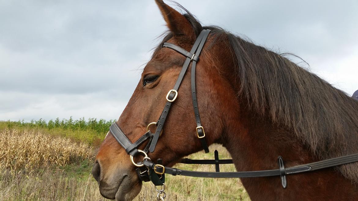 Traver Prince Del (Prins) billede 12