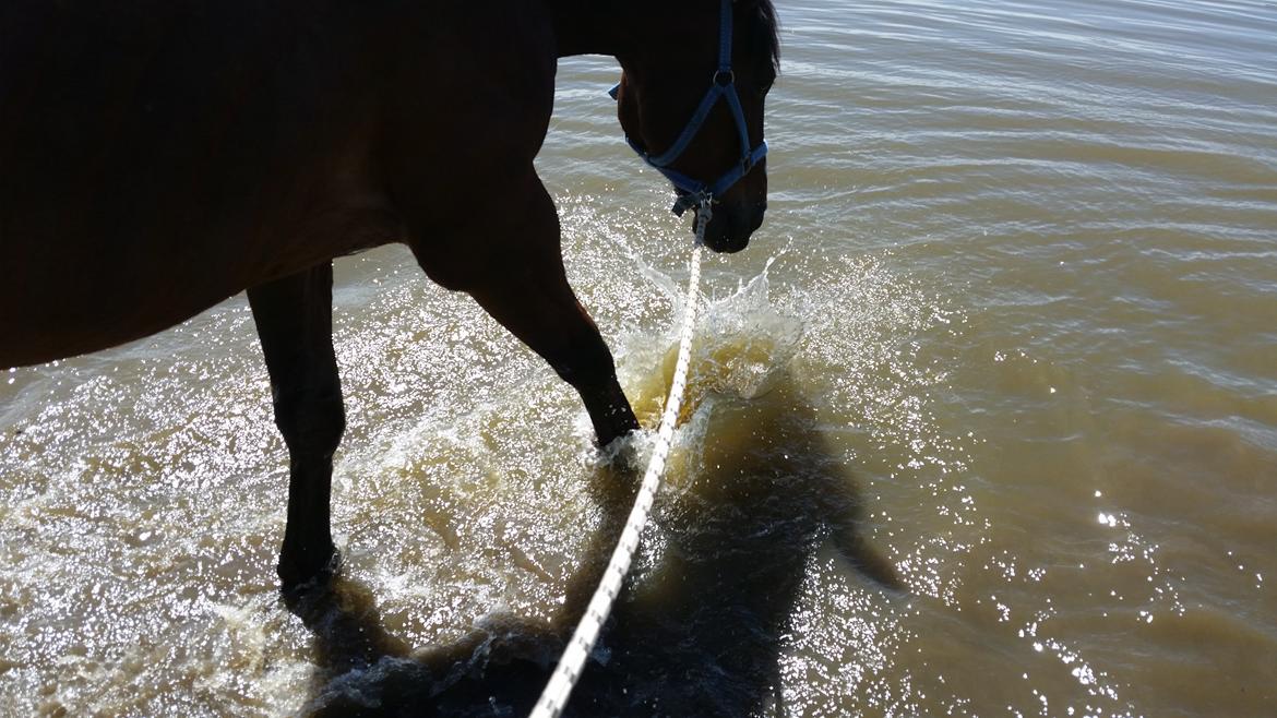Traver Prince Del (Prins) - Vand leg er sjovt :D billede 17