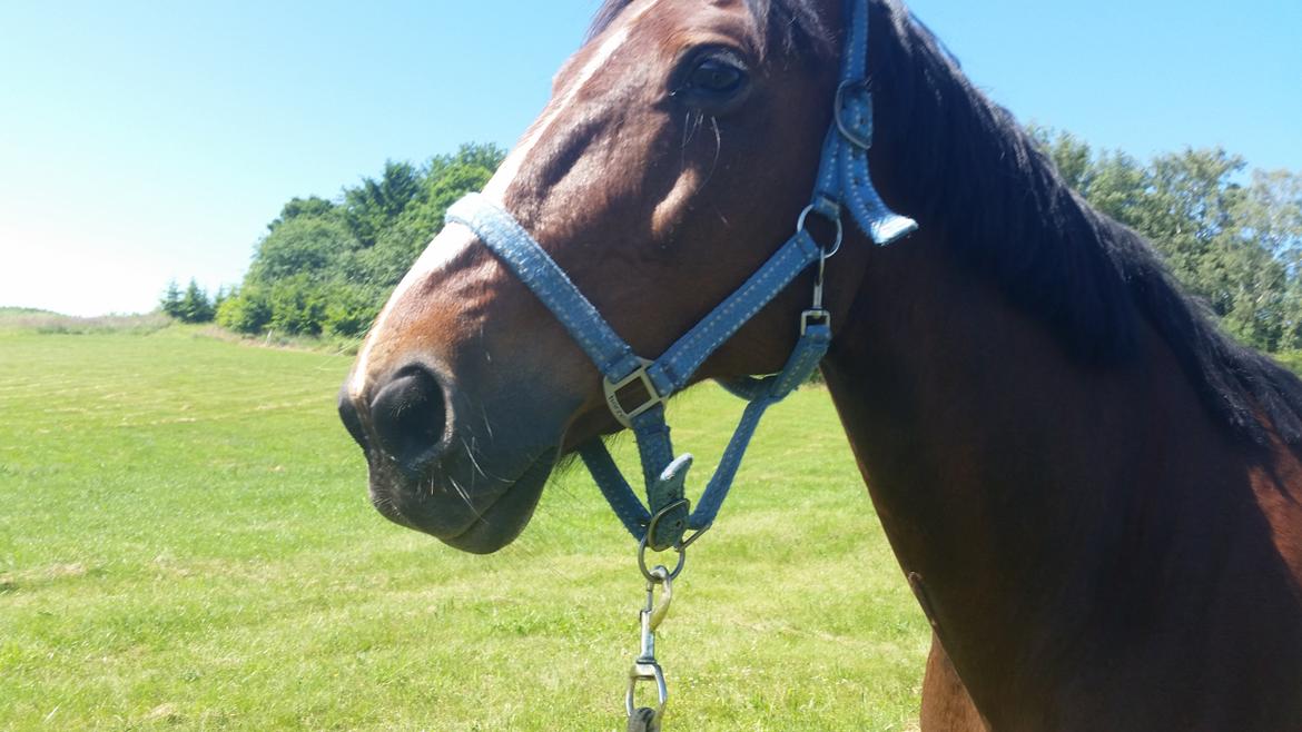 Traver Prince Del (Prins) billede 13