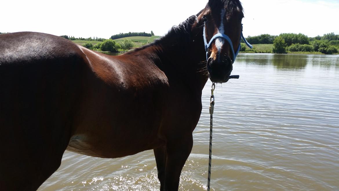 Traver Prince Del (Prins) billede 14