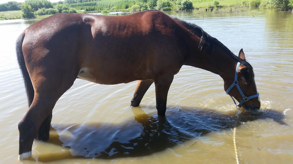 Traver Prince Del (Prins) billede 20