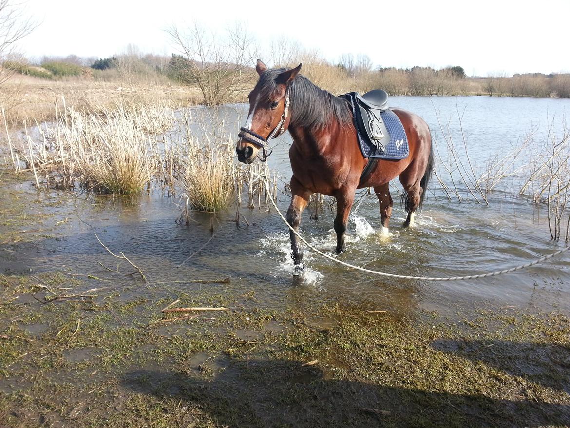 Traver Prince Del (Prins) billede 15