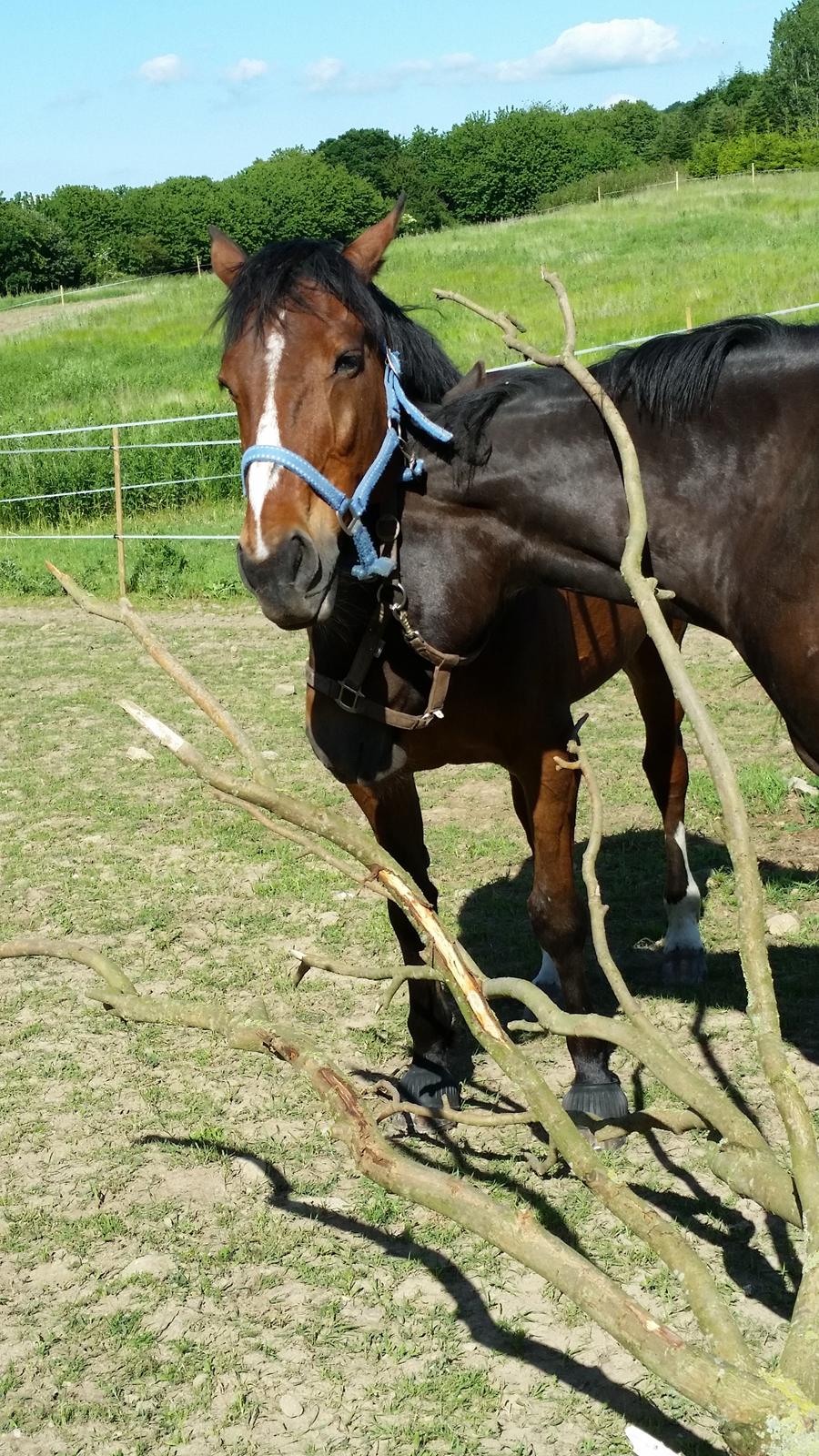 Traver Prince Del (Prins) billede 16