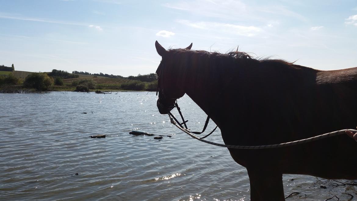 Traver Prince Del (Prins) billede 19