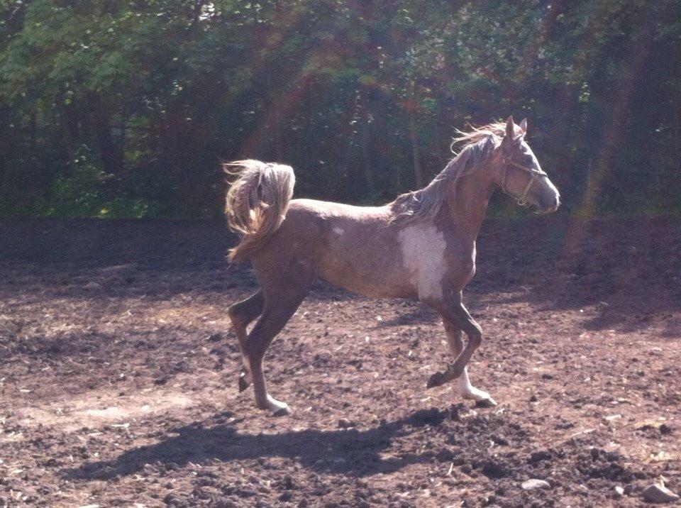 Arabisk fuldblod (OX) Jbs virginia ox billede 6