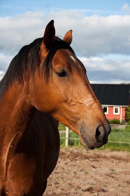 Dansk Varmblod Bakkegaarden's Chester billede 3