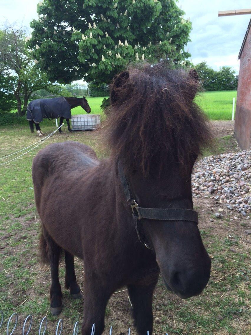 Islænder Lippa fra Urup Damgård billede 1