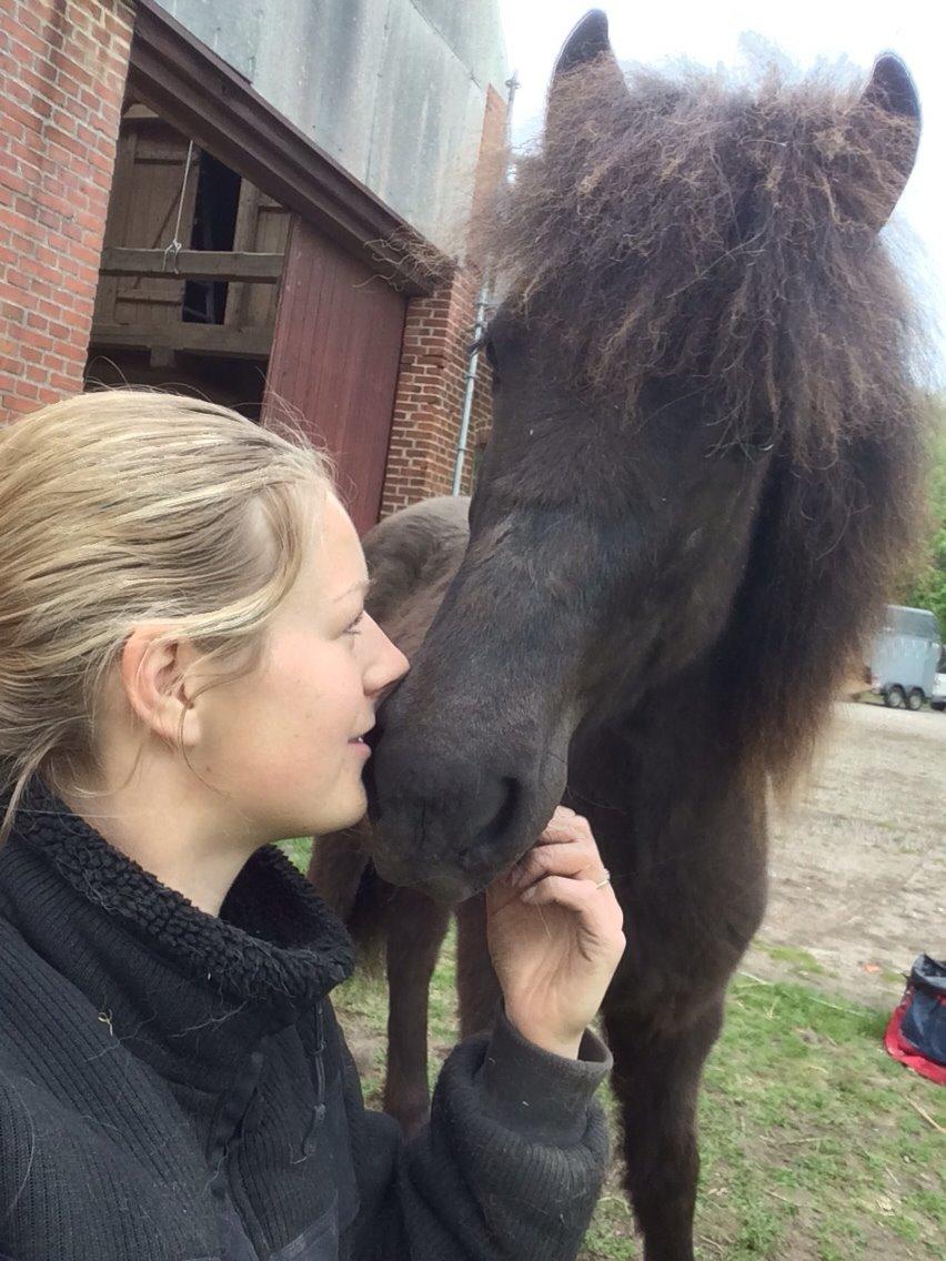 Islænder Lippa fra Urup Damgård billede 3