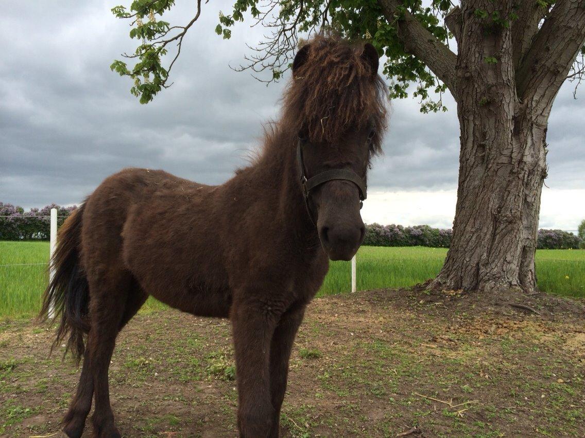 Islænder Lippa fra Urup Damgård billede 9