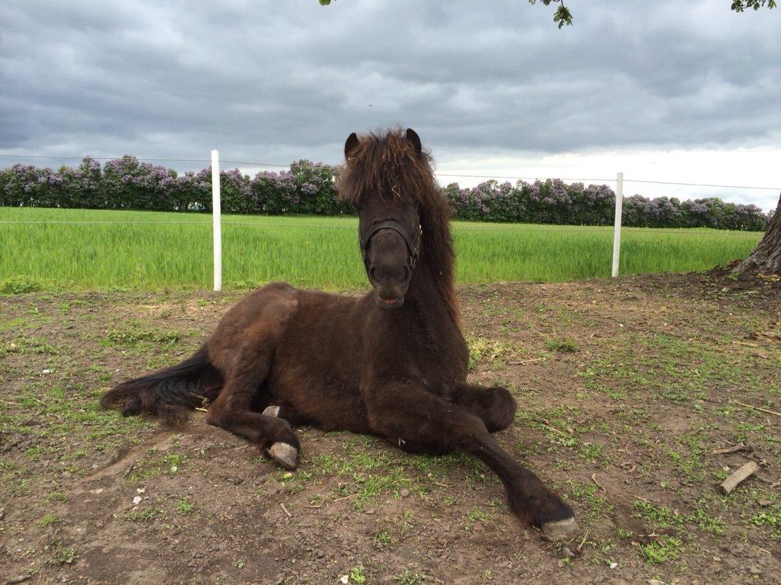 Islænder Lippa fra Urup Damgård billede 10