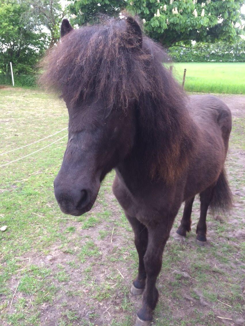 Islænder Lippa fra Urup Damgård billede 12