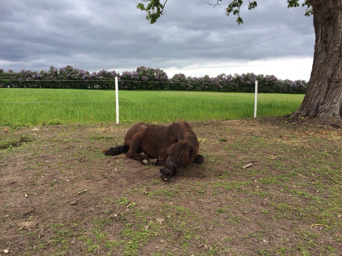 Islænder Lippa fra Urup Damgård billede 11