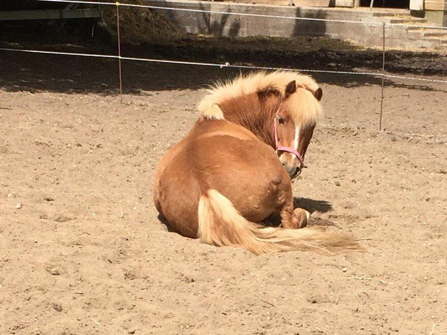 Welsh Pony (sec B) Rødsandgaards Beauty *solgt* billede 8