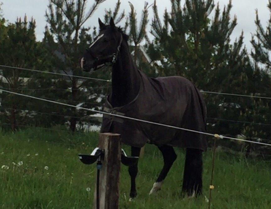 Dansk Varmblod Lyngbakgaard's Narcoh billede 21