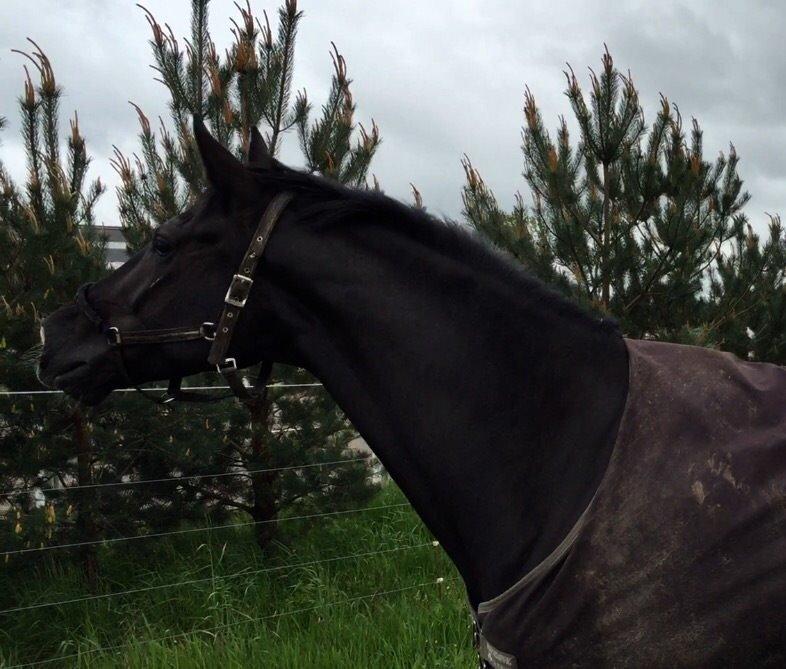 Dansk Varmblod Lyngbakgaard's Narcoh billede 23