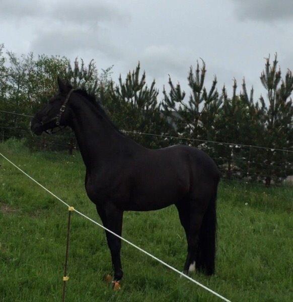 Dansk Varmblod Lyngbakgaard's Narcoh billede 24