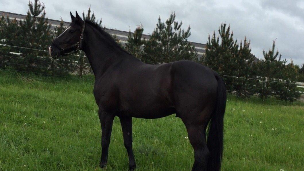 Dansk Varmblod Lyngbakgaard's Narcoh billede 25