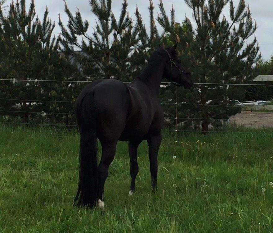 Dansk Varmblod Lyngbakgaard's Narcoh billede 26