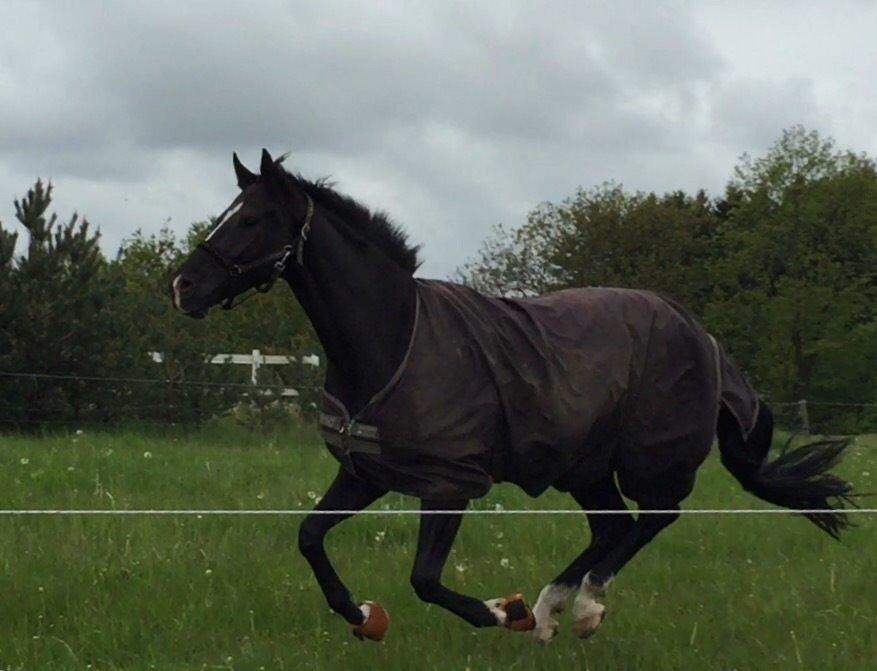 Dansk Varmblod Lyngbakgaard's Narcoh billede 22