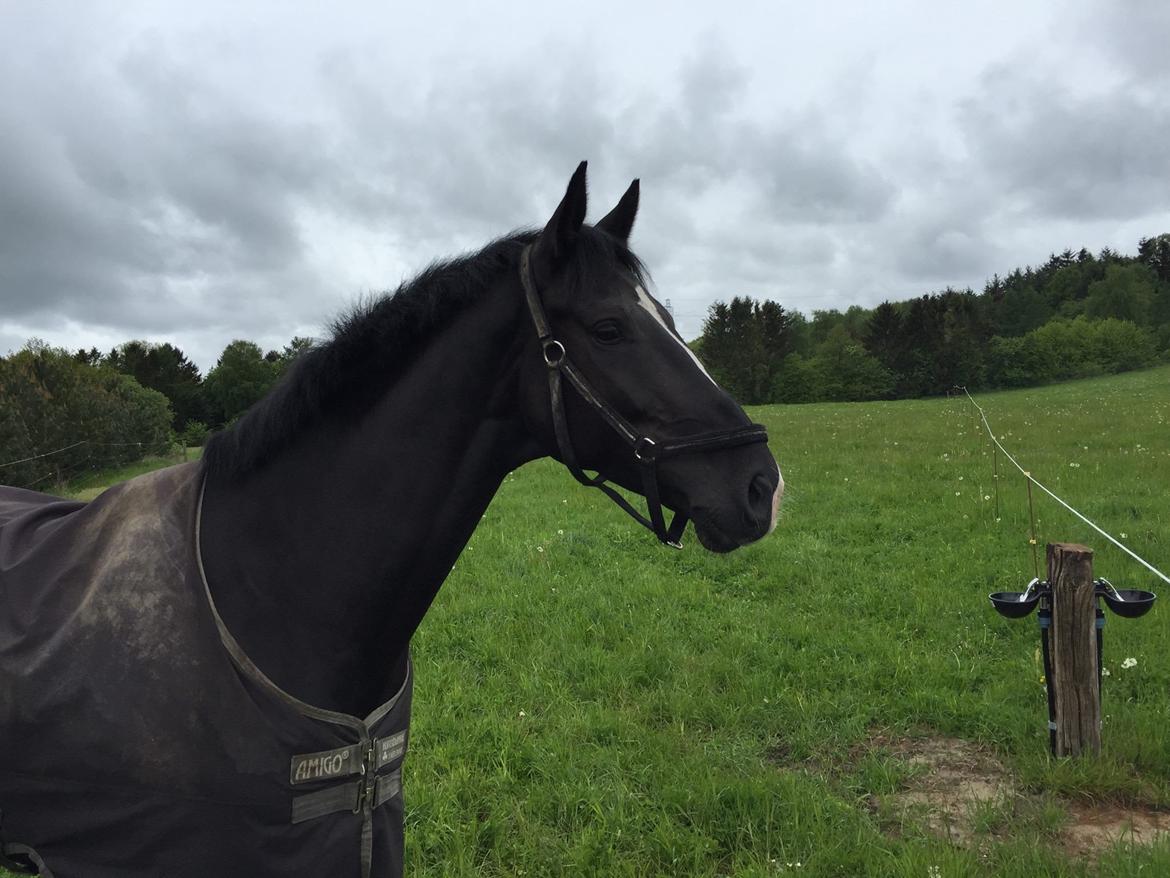 Dansk Varmblod Lyngbakgaard's Narcoh billede 27