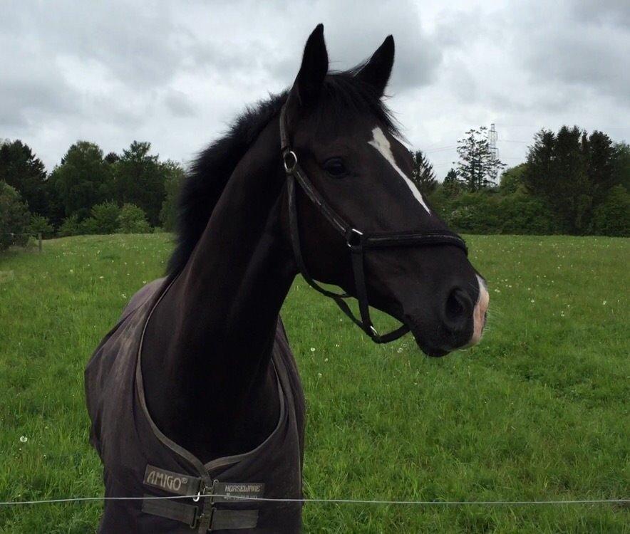 Dansk Varmblod Lyngbakgaard's Narcoh billede 28