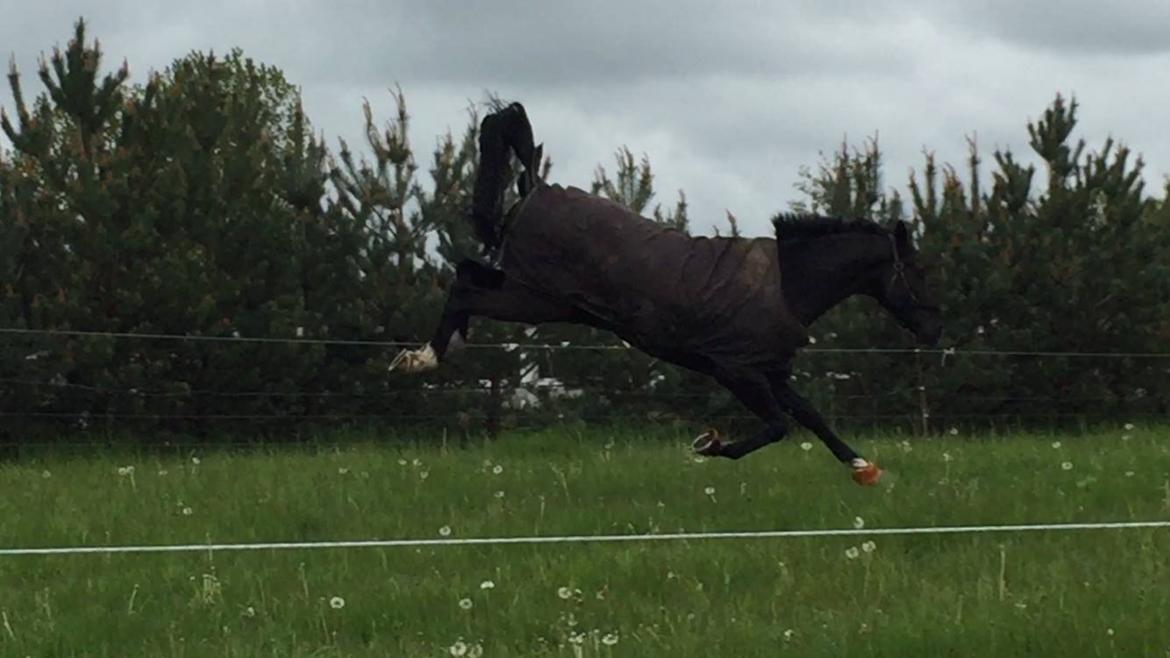 Dansk Varmblod Lyngbakgaard's Narcoh billede 29