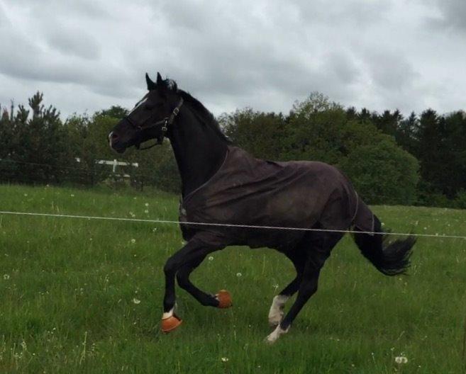 Dansk Varmblod Lyngbakgaard's Narcoh billede 31