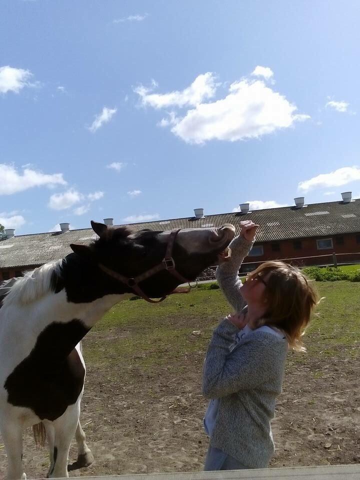 Pinto Stald Almindes Citka Jasmina  billede 5