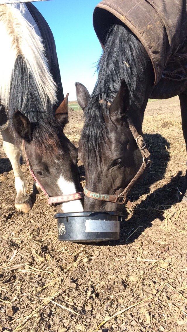 Pinto Stald Almindes Citka Jasmina  billede 7