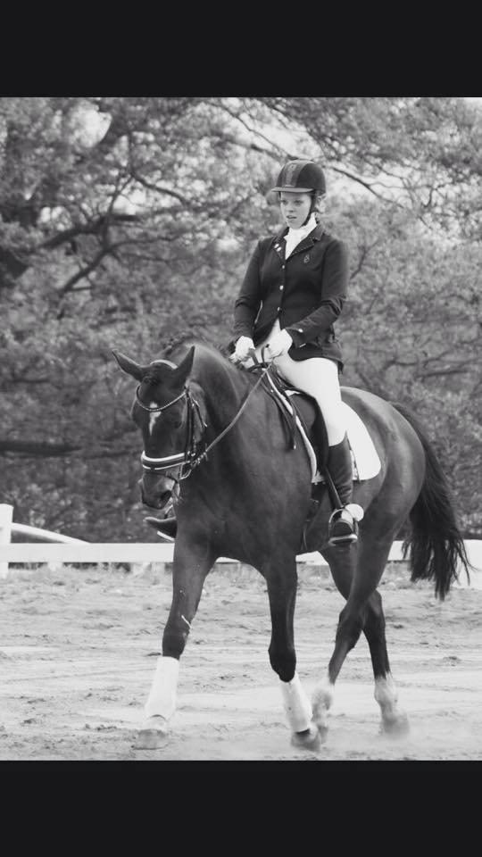 Dansk Varmblod Mister Hot Chocolate Fudge (Lillebror) billede 1