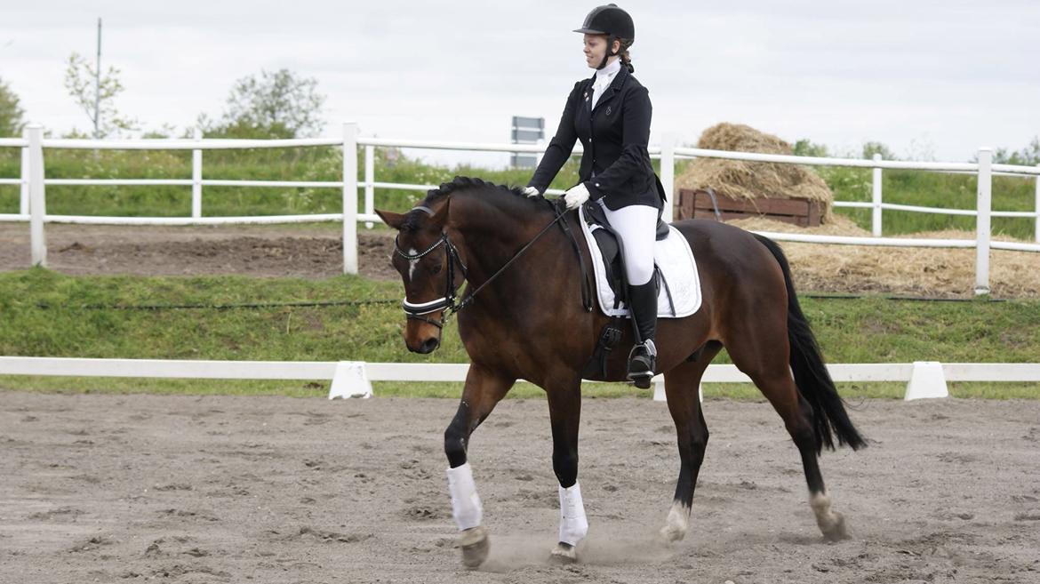 Dansk Varmblod Mister Hot Chocolate Fudge (Lillebror) billede 2