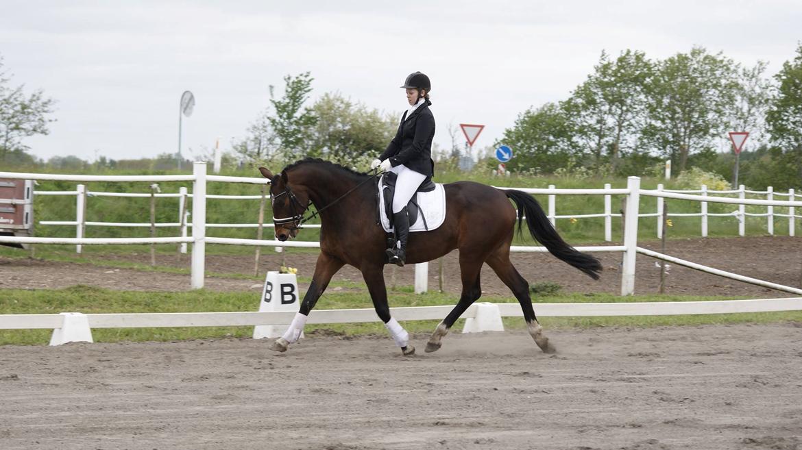 Dansk Varmblod Mister Hot Chocolate Fudge (Lillebror) billede 4