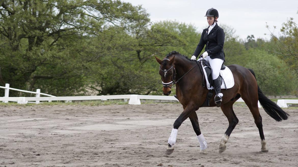 Dansk Varmblod Mister Hot Chocolate Fudge (Lillebror) billede 3