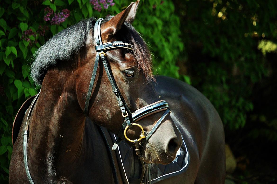 New Forest Hallinds Kaiser - Photoshoot - forår 2015 billede 12