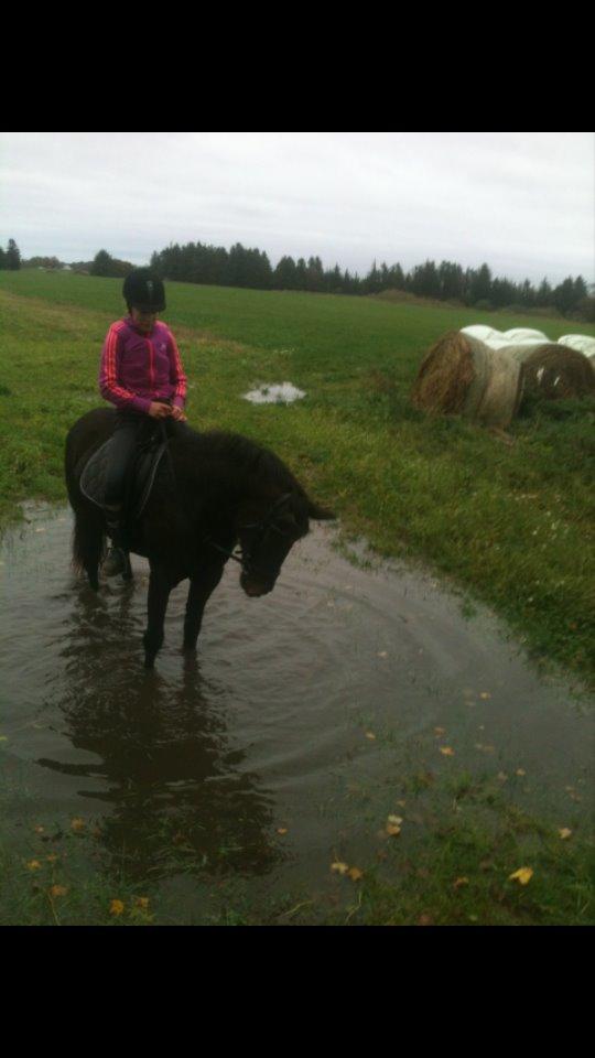 Anden særlig race Malom Brandy (Tidl. hest - Himmel hest) billede 1