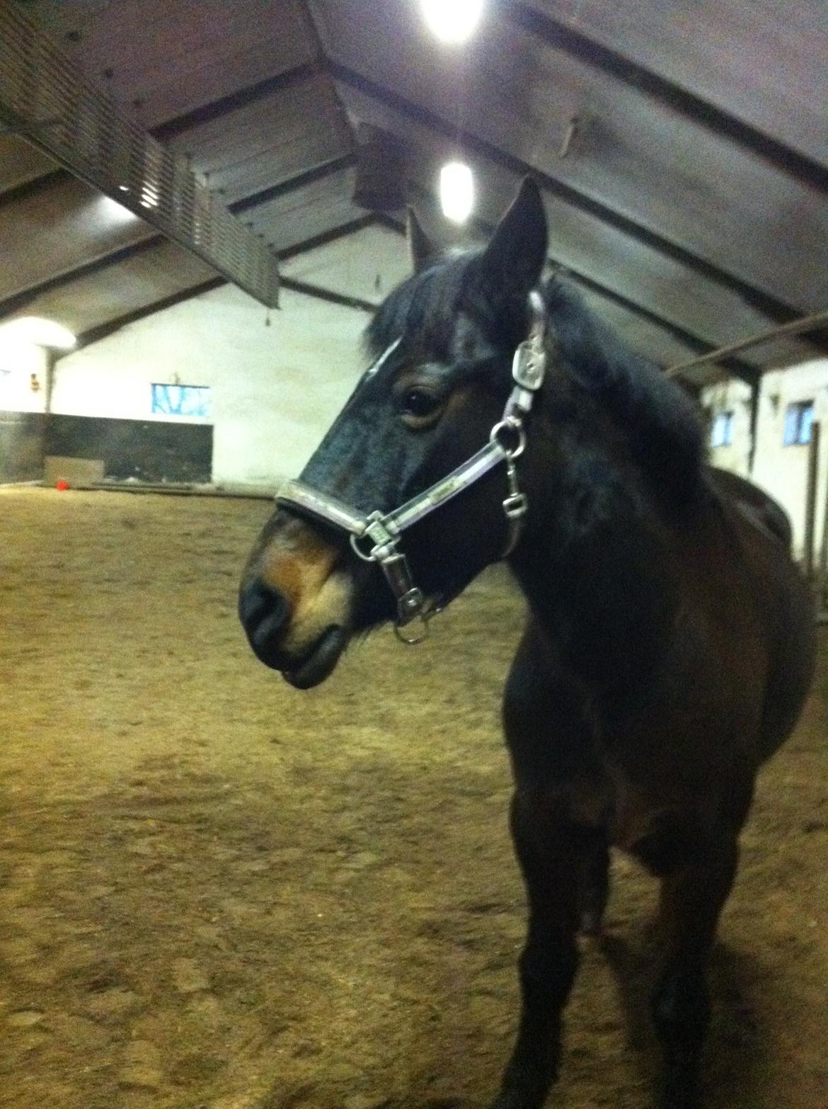 Anden særlig race Malom Brandy (Tidl. hest - Himmel hest) billede 3