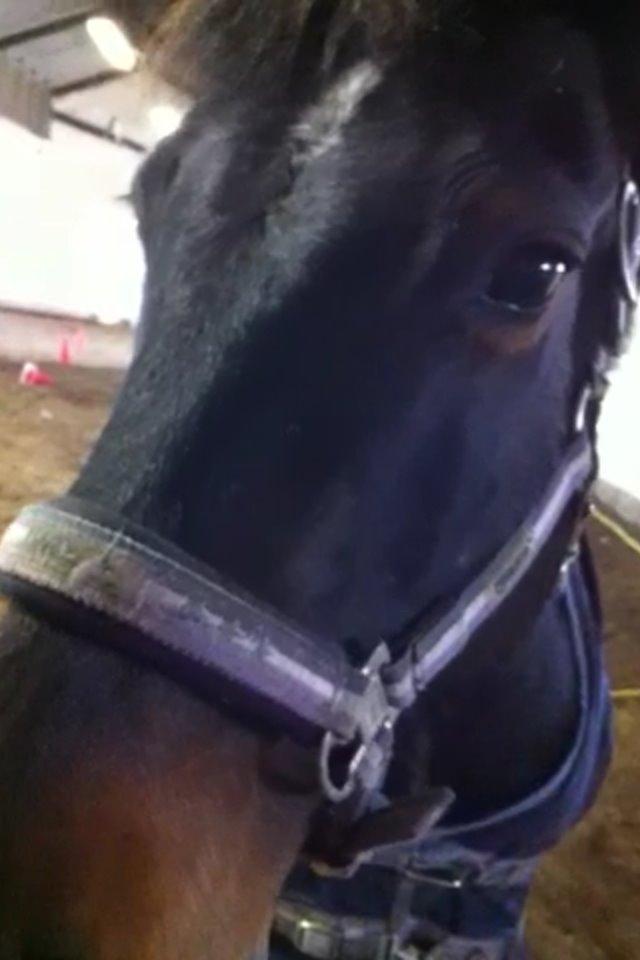 Anden særlig race Malom Brandy (Tidl. hest - Himmel hest) billede 8