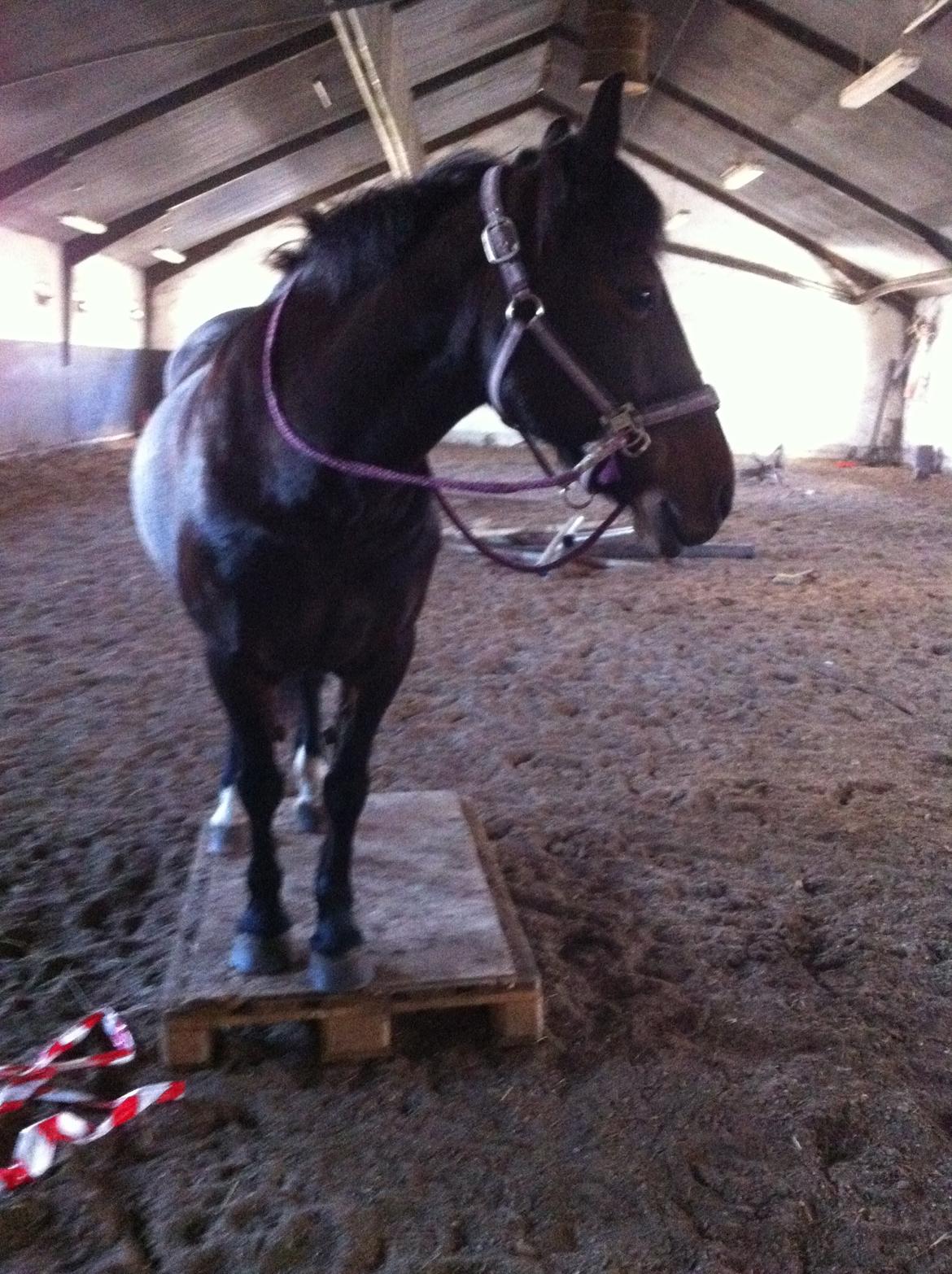 Anden særlig race Malom Brandy (Tidl. hest - Himmel hest) billede 13